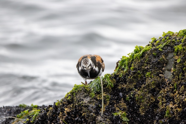 Ruddy Turnstone Searching for Food on Seaweed-Covered Rock – Free Stock Photo for Download