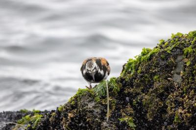 Ruddy Turnstone Searching for Food on Seaweed-Covered Rock – Free Stock Photo for Download