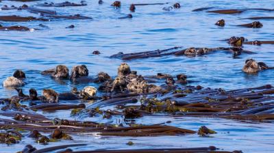 Group of Sea Otters Swimming in a Bright Blue Ocean â Free Stock Photo for Download