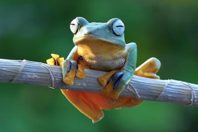 Beautiful Flying Frog on Branch – Rachophorus Reinwardtii Javan Tree Frog | Free Download