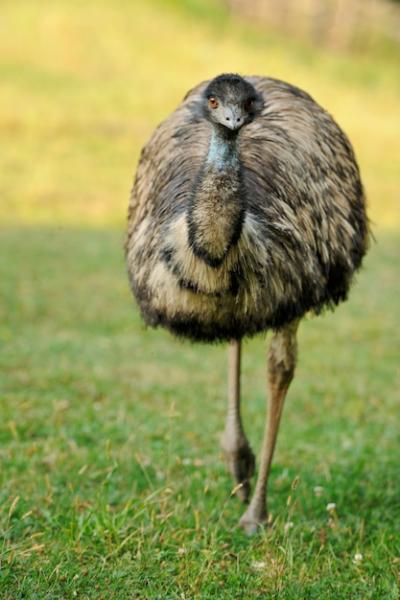 Beautiful Ostrich in the Wild – Free Stock Photo for Download