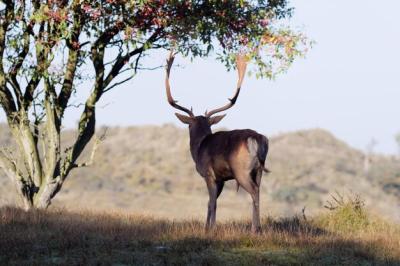 Deer in a Scenic Field Under the Open Sky – Free Download