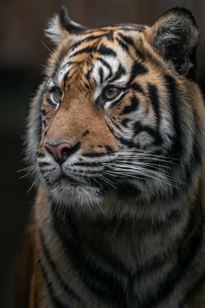 Sumatran Tiger – Free Download, Free Stock Photo