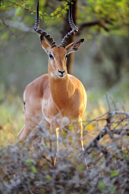 Stunning Portrait of a Deer – Download Free Stock Photo