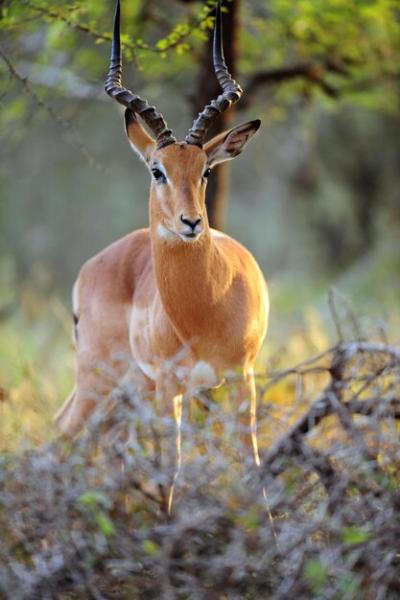 Stunning Portrait of a Deer – Download Free Stock Photo