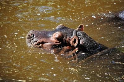 Close-Up of a Hippopotamus in Water – Free Stock Photo, Download for Free