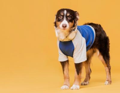 Cute Dog in a Costume – Free to Download