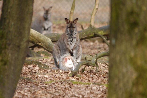 Close-up of Kangaroos on Field – Free Download