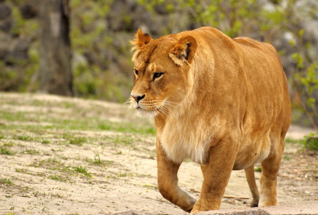 Lion – Stunning Free Stock Photo for Download