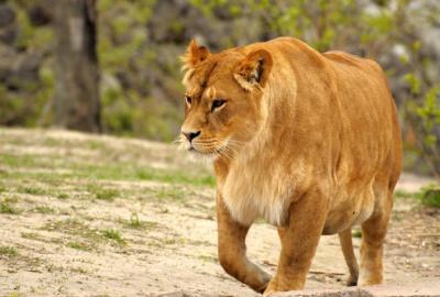 Lion – Stunning Free Stock Photo for Download