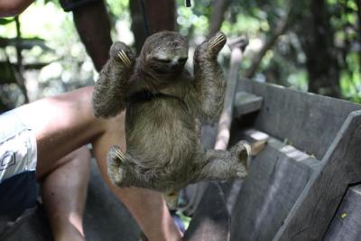 Hunters Holding a Dead Sloth in the Rainforest – Download Free Stock Photo