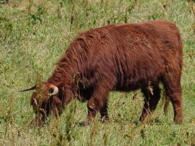 Horse Grazing in Field – Free Stock Photo for Download