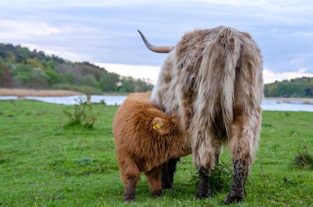 Highland Cattle Calf Suckling in Green Meadow – Free Stock Photo, Download for Free