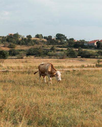 Lonely Light Brown Cow Walking in the Countryside – Free Stock Photo for Download