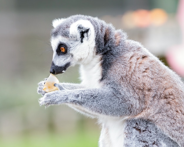 Portrait of Lemur – Free Stock Photo for Download