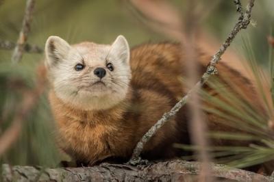 Pine Martin in Algonquin Park – Free Download