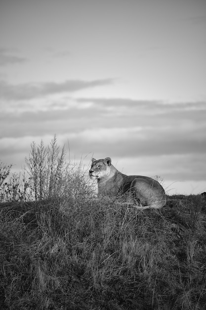 Vertical Greyscale Shot of a Female Lion in a Valley Under Dark Cloudy Sky – Free Download