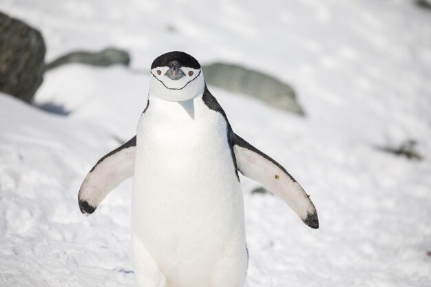 Bird in Snow – Free Download, Free Stock Photo