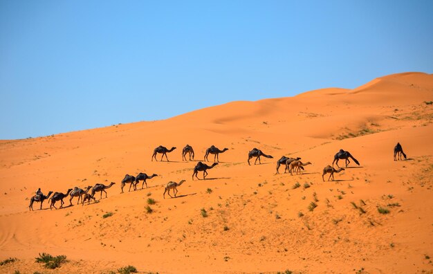 Camels Walking in the Desert Under a Clear Blue Sky – Free Stock Photo Download