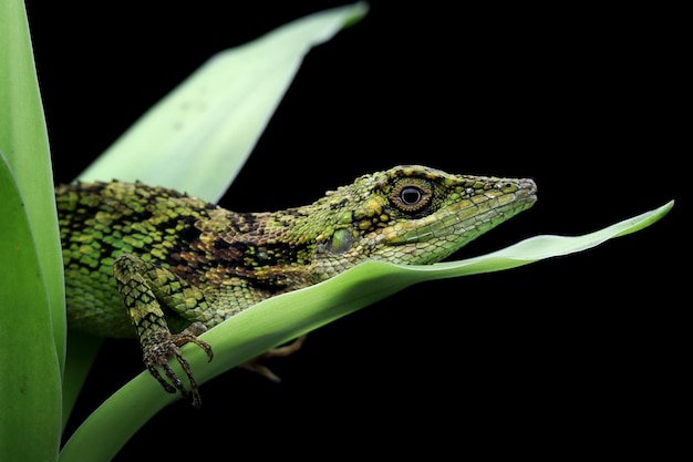 Lesser Tree Agamid Pseudocalotes Tympanistriga Closeup – Free Stock Photo for Download