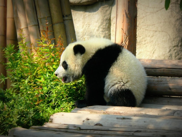 Close-up of Panda on Wood – Free Stock Photo, Download for Free