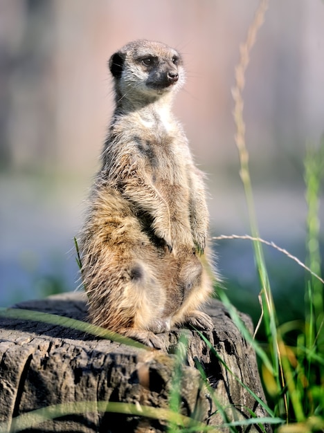 A Meerkat Standing Upright and Looking Alert – Free Download