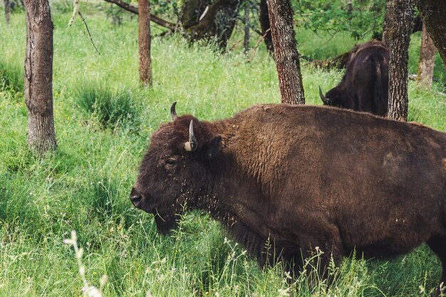 Brown Bison Beside Tree – Free Stock Photo for Download