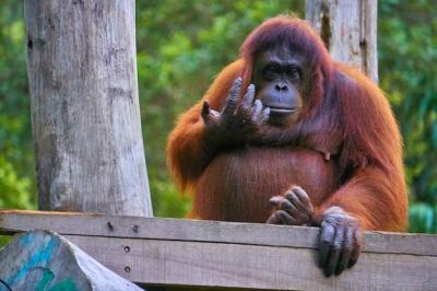 Close-up of Monkey on Tree at Zoo – Free Stock Photo for Download