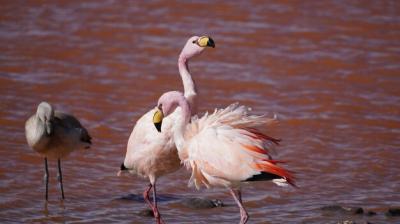 Flamingos in Bolivia – Download Free Stock Photos