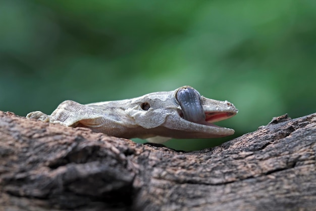 Close-Up of a Camouflaged Flying Gecko on Wood – Free Download