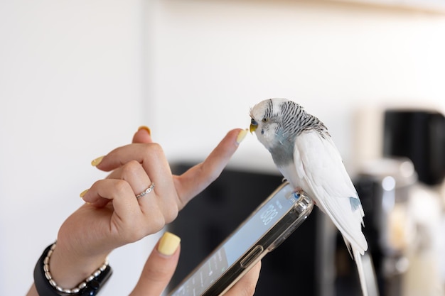 Blue and White Budgerigar: A Domestic Bird Free to Download