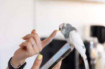 Blue and White Budgerigar: A Domestic Bird Free to Download