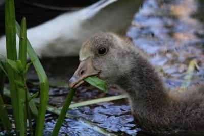 Close-up of a Bird – Free Stock Photo for Download