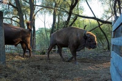 European Bison (Bison bonasus) in the Moldavian Reserve – Free Download