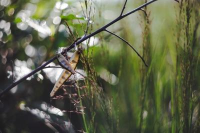 Fishing Lures Hanging on Plant Stem – Free Stock Photo, Download Free