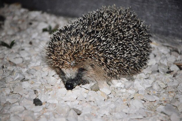 Close-up of Hedgehog on Rocks – Download Free Stock Photo