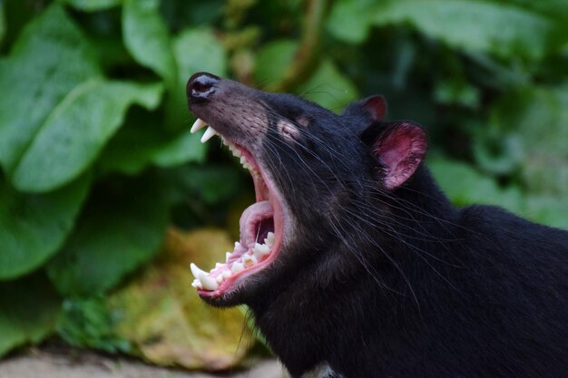 Close-Up of a Black Cat Yawning – Free Download