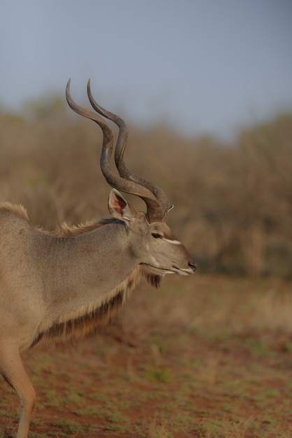 Side View of a Kudu with Blurred Background – Free Stock Photo for Download