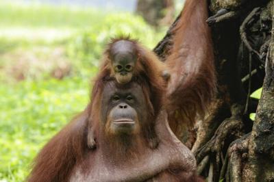 Close-up of Two Orangutan – Free Download