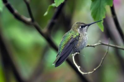 Close-up of Bird Perching on Branch – Free Stock Photo Download