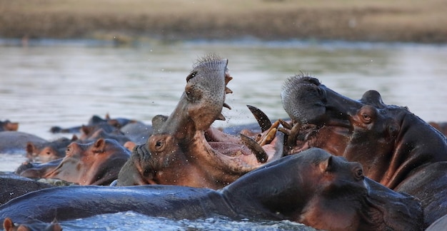 Hippopotamuses in Lake – Free to Download Stock Photos