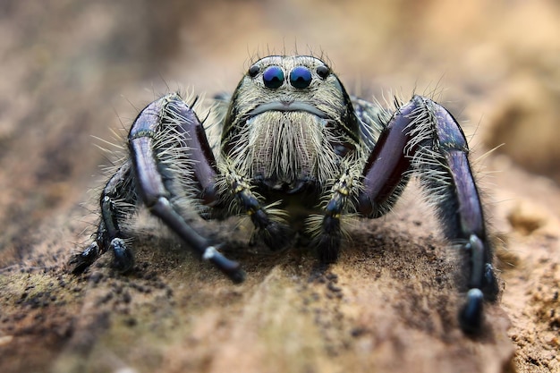 Close-up of Spider on Sand – Free Stock Photo Download