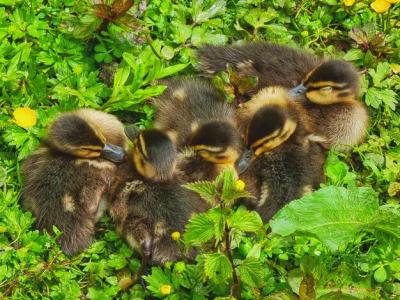 Close-up of Ducklings Sleeping – Free Stock Photo, Download Free