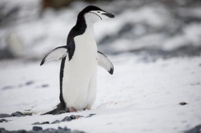 Bird on Snowy Land – Free Stock Photo for Download