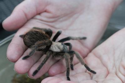 Tarantula in the Wild – Free Stock Photo, Download for Free