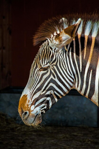 Zebra Drinking at a Waterhole in Namibia, Africa – Free Download