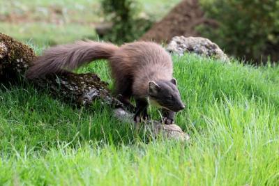 Pine Marten in the Early Morning: Discover Martes Martes for Free Download