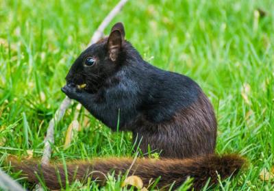 Close-up of an Animal on Grass – Free Stock Photo, Download for Free