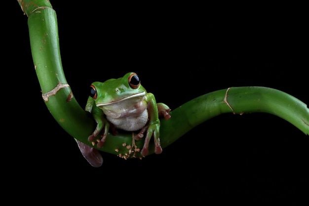 Whitelipped Tree Frog Isolated on Black Background – Free Download