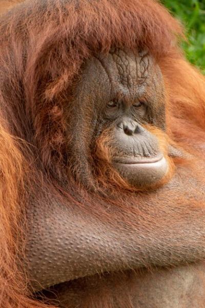 Close-up Portrait of a Zoo Gorilla – Free Download